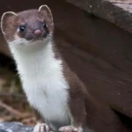 Weasel Effect (weasels don't leave the building)