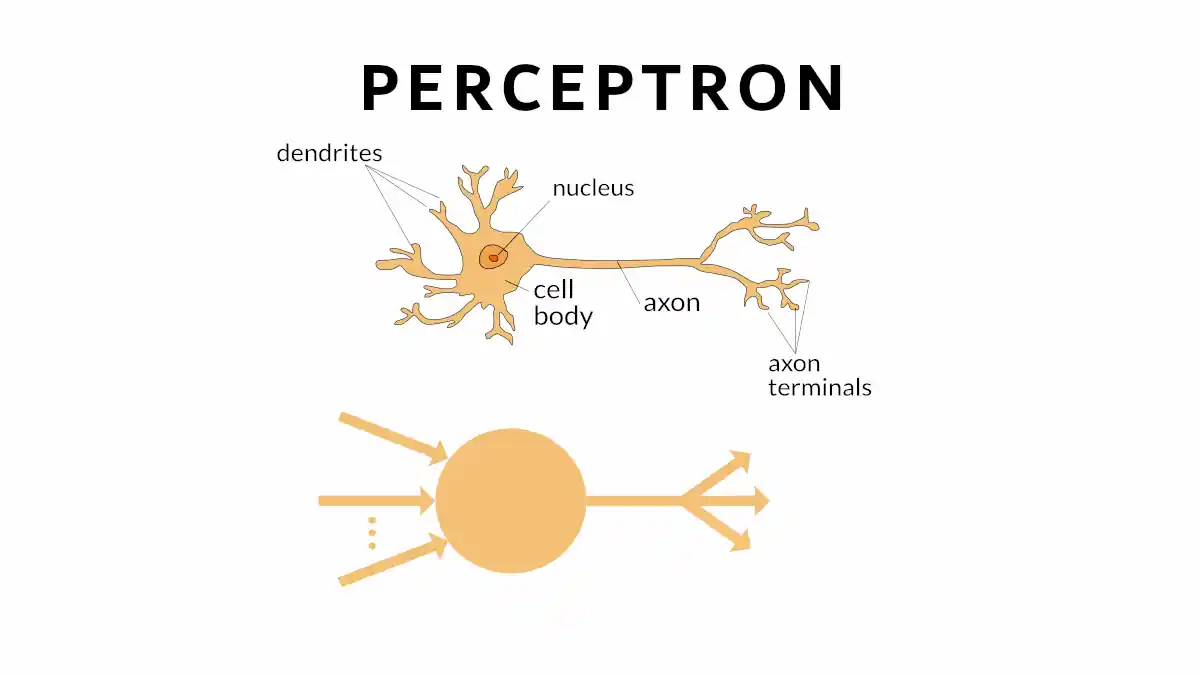 Perceptrons in AI: The Building Blocks of Machine Learning